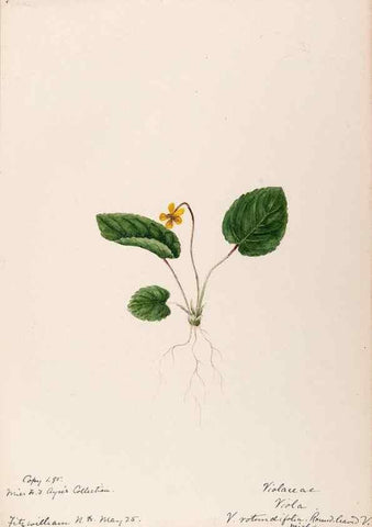Reproducción/Reproduction 48789281792: [Water-color sketches of plants of North America and Europe]. . 