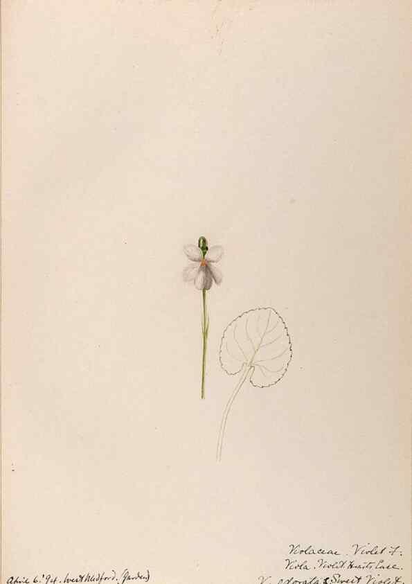 Reproducción/Reproduction 48789282647: [Water-color sketches of plants of North America and Europe]. . 
