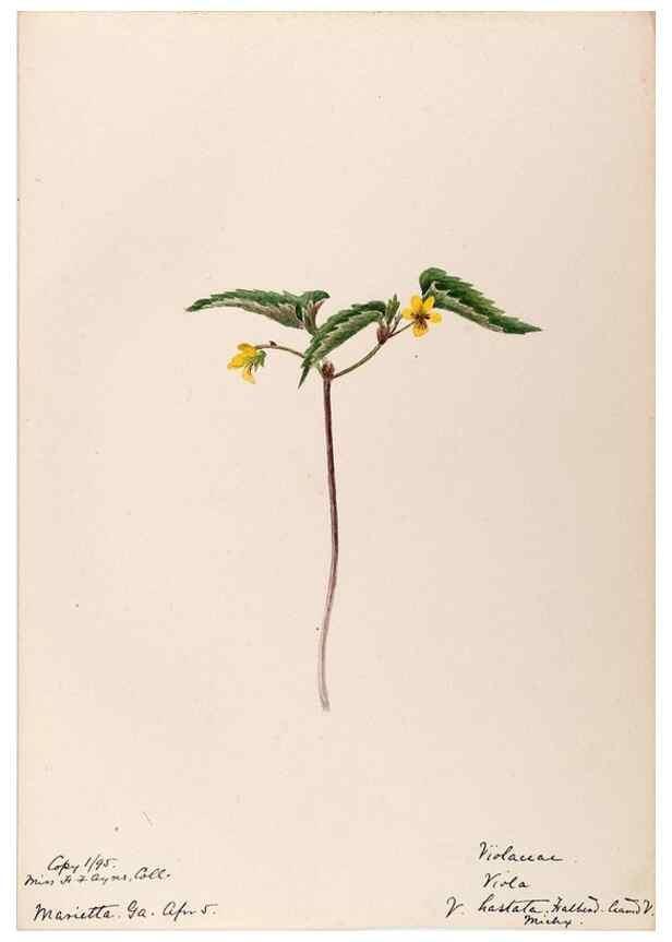 Reproducción/Reproduction 48789136516: [Water-color sketches of plants of North America and Europe]. . 