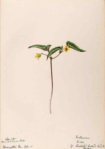 Reproducción/Reproduction 48789136516: [Water-color sketches of plants of North America and Europe]. . 
