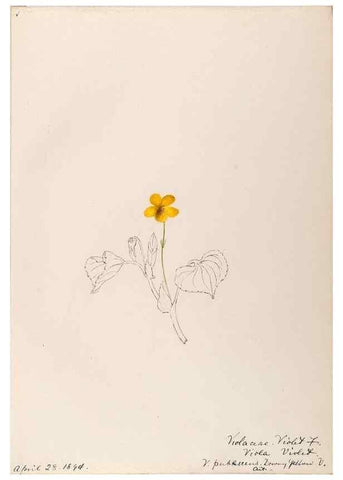 Reproducción/Reproduction 48789137001: [Water-color sketches of plants of North America and Europe]. . 
