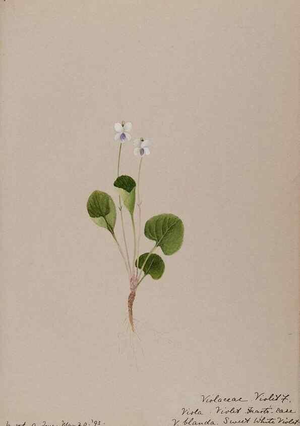 Reproducción/Reproduction 48789133756: [Water-color sketches of plants of North America and Europe]. . 
