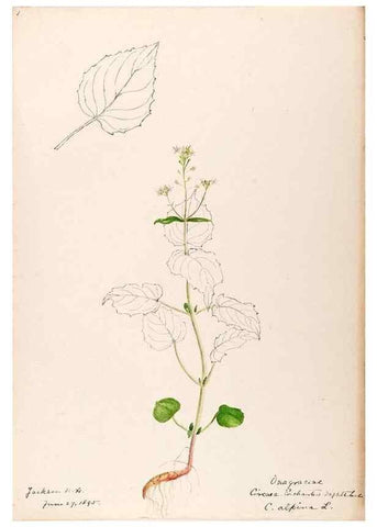 Reproducción/Reproduction 48788700413: [Water-color sketches of plants of North America and Europe]. . 