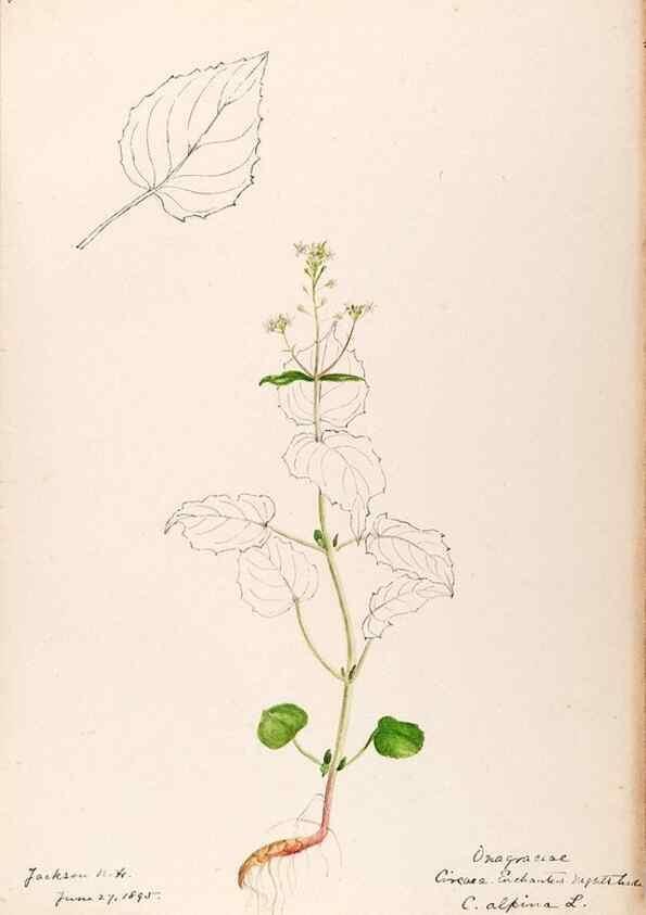 Reproducción/Reproduction 48788700413: [Water-color sketches of plants of North America and Europe]. . 