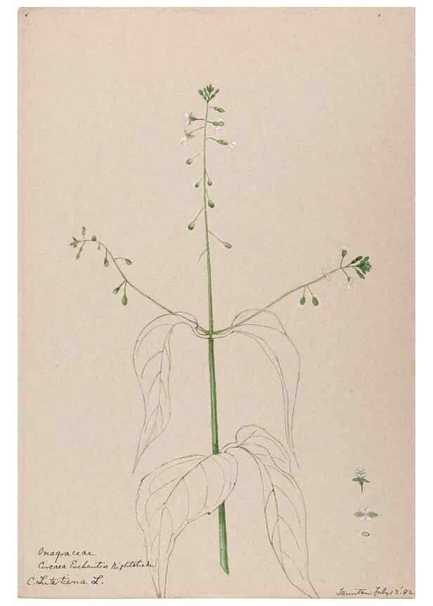 Reproducción/Reproduction 48788700073: [Water-color sketches of plants of North America and Europe]. . 