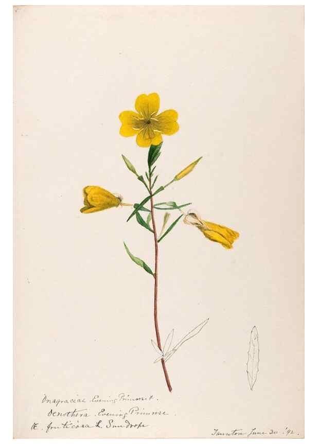 Reproducción/Reproduction 48789062526: [Water-color sketches of plants of North America and Europe]. . 
