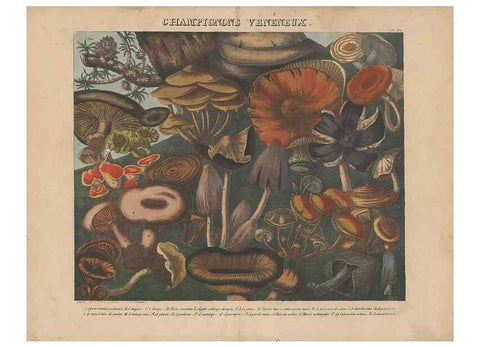 Reproducción/Reproduction 48788614958: Des champignons comestibles, suspects et vénéneux :. Paris :Chappron, rue de la Grande-Truanderie, n. 50 :1827-1828. 