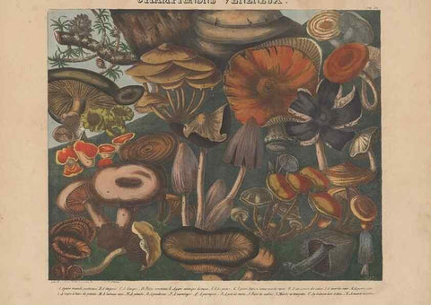 Reproducción/Reproduction 48788614958: Des champignons comestibles, suspects et vénéneux :. Paris :Chappron, rue de la Grande-Truanderie, n. 50 :1827-1828. 