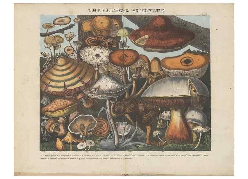Reproducción/Reproduction 48788977261: Des champignons comestibles, suspects et vénéneux :. Paris :Chappron, rue de la Grande-Truanderie, n. 50 :1827-1828. 