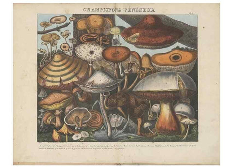 Reproducción/Reproduction 48788977261: Des champignons comestibles, suspects et vénéneux :. Paris :Chappron, rue de la Grande-Truanderie, n. 50 :1827-1828. 