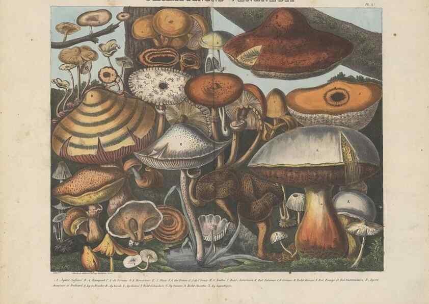 Reproducción/Reproduction 48788977261: Des champignons comestibles, suspects et vénéneux :. Paris :Chappron, rue de la Grande-Truanderie, n. 50 :1827-1828. 