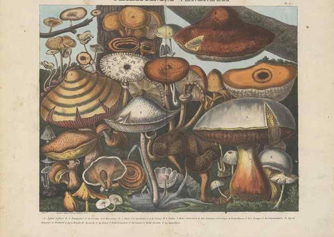 Reproducción/Reproduction 48788977261: Des champignons comestibles, suspects et vénéneux :. Paris :Chappron, rue de la Grande-Truanderie, n. 50 :1827-1828. 