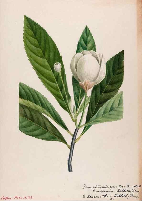 Reproducción/Reproduction 48789045431: [Water-color sketches of plants of North America and Europe]. . 