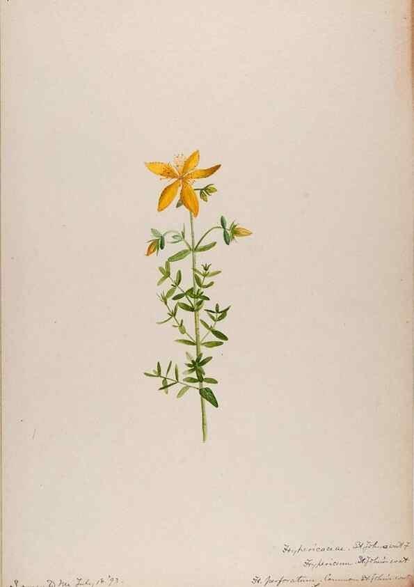 Reproducción/Reproduction 48789045726: [Water-color sketches of plants of North America and Europe]. . 