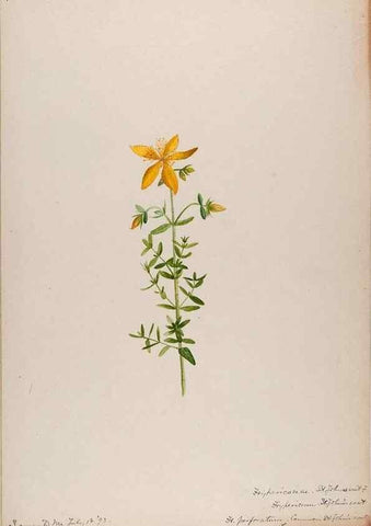 Reproducción/Reproduction 48789045726: [Water-color sketches of plants of North America and Europe]. . 
