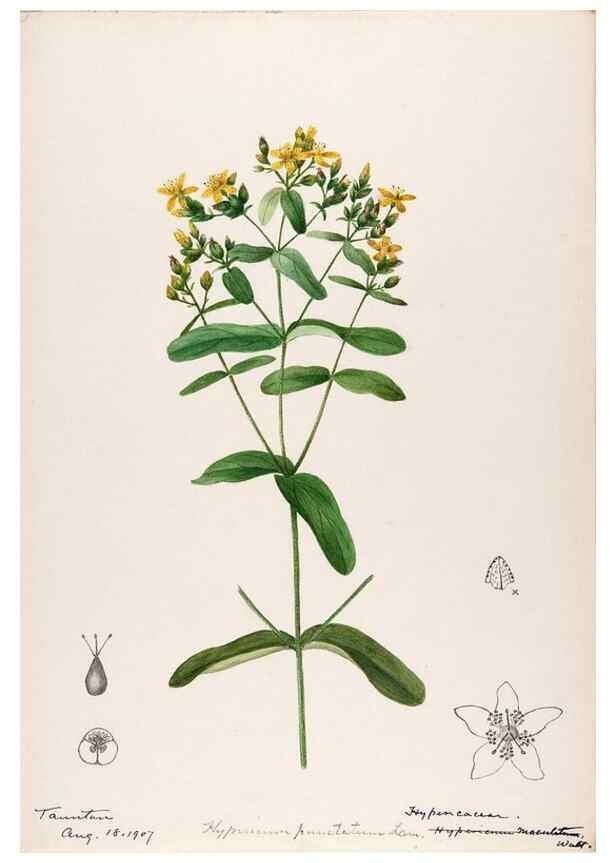 Reproducción/Reproduction 48789191427: [Water-color sketches of plants of North America and Europe]. . 
