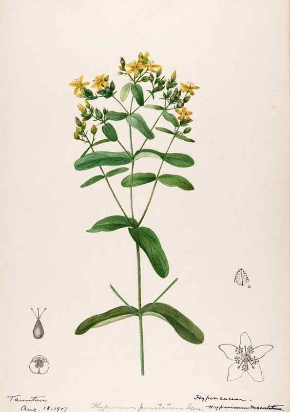 Reproducción/Reproduction 48789191427: [Water-color sketches of plants of North America and Europe]. . 