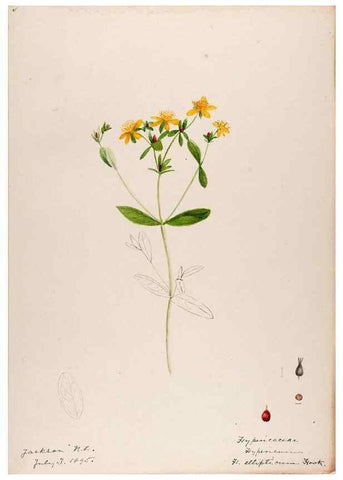 Reproducción/Reproduction 48789191777: [Water-color sketches of plants of North America and Europe]. . 