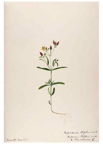 Reproducción/Reproduction 48788684678: [Water-color sketches of plants of North America and Europe]. . 