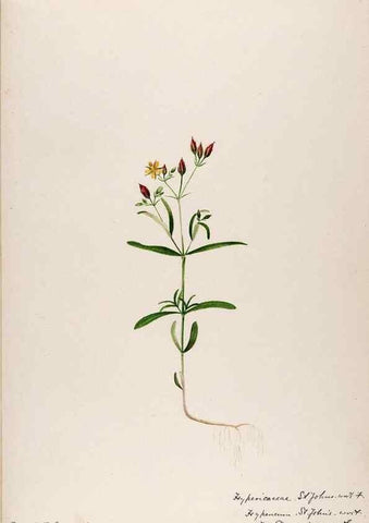 Reproducción/Reproduction 48788684678: [Water-color sketches of plants of North America and Europe]. . 