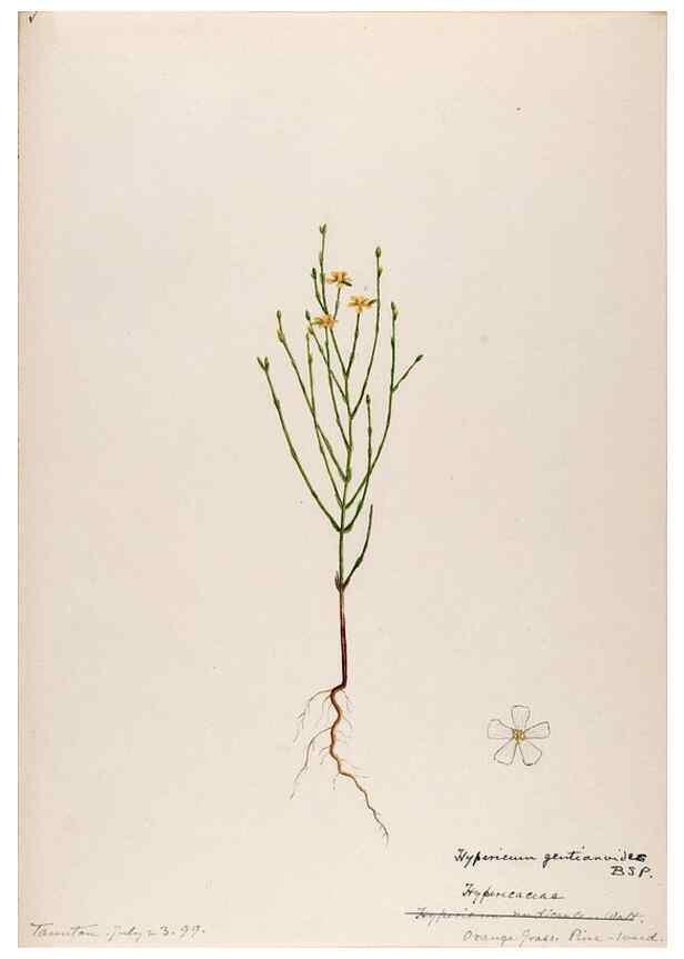 Reproducción/Reproduction 48789192637: [Water-color sketches of plants of North America and Europe]. . 