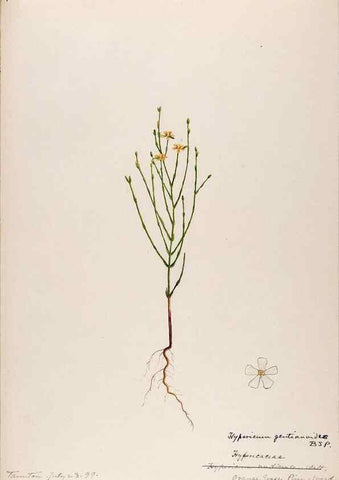 Reproducción/Reproduction 48789192637: [Water-color sketches of plants of North America and Europe]. . 