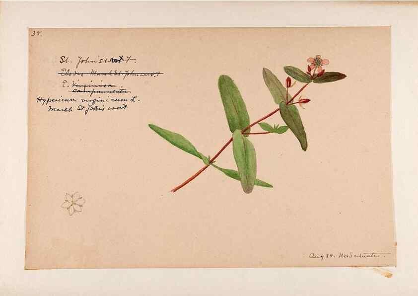Reproducción/Reproduction 48789193172: [Water-color sketches of plants of North America and Europe]. . 