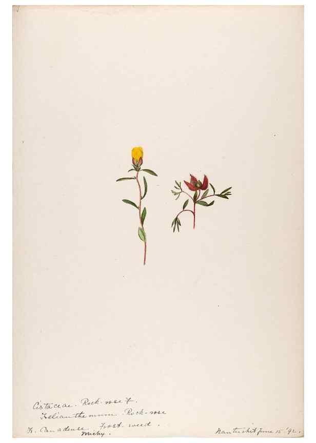 Reproducción/Reproduction 48789048381: [Water-color sketches of plants of North America and Europe]. . 