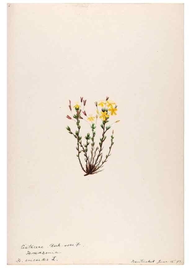 Reproducción/Reproduction 48789194112: [Water-color sketches of plants of North America and Europe]. . 