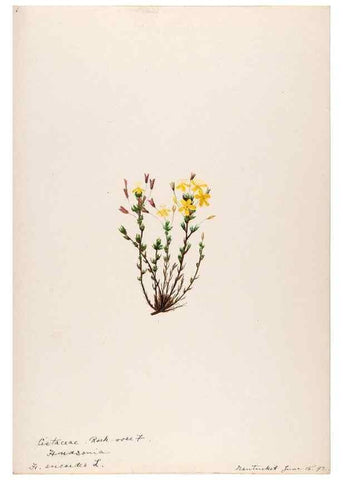 Reproducción/Reproduction 48789194112: [Water-color sketches of plants of North America and Europe]. . 