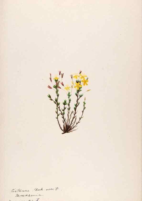 Reproducción/Reproduction 48789194112: [Water-color sketches of plants of North America and Europe]. . 