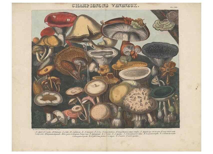 Reproducción/Reproduction 48788614573: Des champignons comestibles, suspects et vénéneux :. Paris :Chappron, rue de la Grande-Truanderie, n. 50 :1827-1828. 
