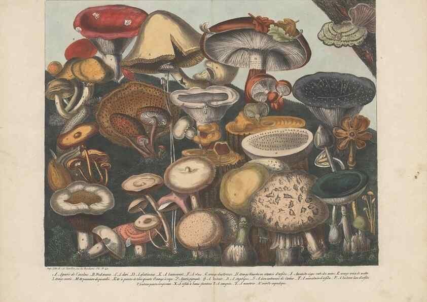 Reproducción/Reproduction 48788614573: Des champignons comestibles, suspects et vénéneux :. Paris :Chappron, rue de la Grande-Truanderie, n. 50 :1827-1828. 