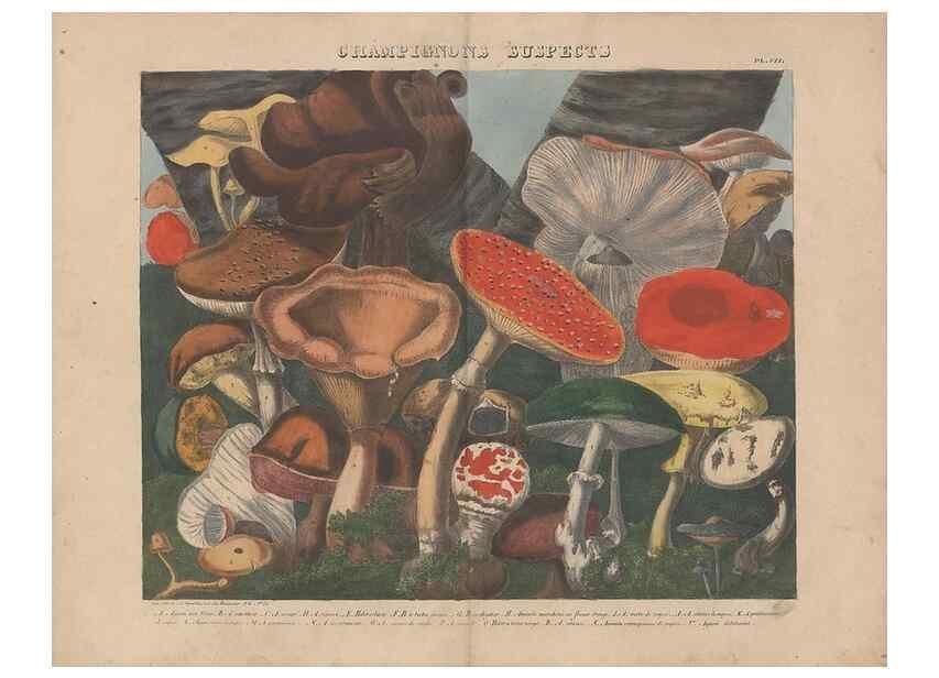 Reproducción/Reproduction 48788614178: Des champignons comestibles, suspects et vénéneux :. Paris :Chappron, rue de la Grande-Truanderie, n. 50 :1827-1828. 
