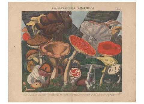 Reproducción/Reproduction 48788614178: Des champignons comestibles, suspects et vénéneux :. Paris :Chappron, rue de la Grande-Truanderie, n. 50 :1827-1828. 