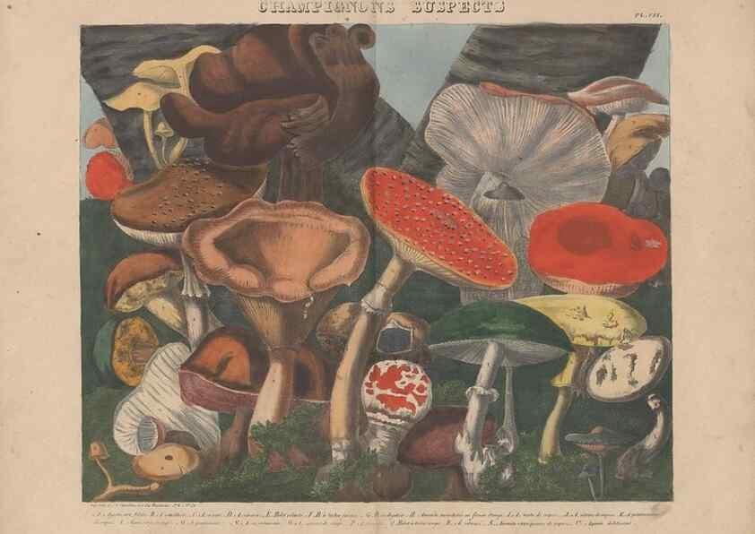 Reproducción/Reproduction 48788614178: Des champignons comestibles, suspects et vénéneux :. Paris :Chappron, rue de la Grande-Truanderie, n. 50 :1827-1828. 