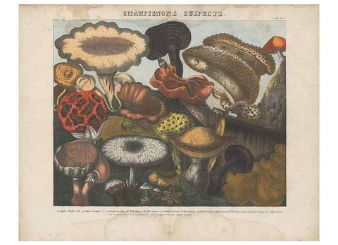 Reproducción/Reproduction 48789121287: Des champignons comestibles, suspects et vénéneux :. Paris :Chappron, rue de la Grande-Truanderie, n. 50 :1827-1828. 