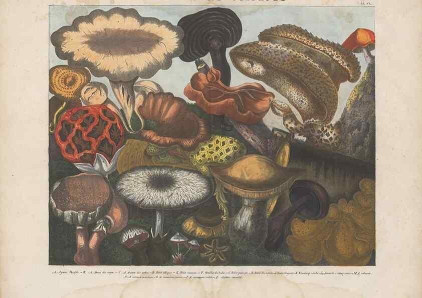 Reproducción/Reproduction 48789121287: Des champignons comestibles, suspects et vénéneux :. Paris :Chappron, rue de la Grande-Truanderie, n. 50 :1827-1828. 