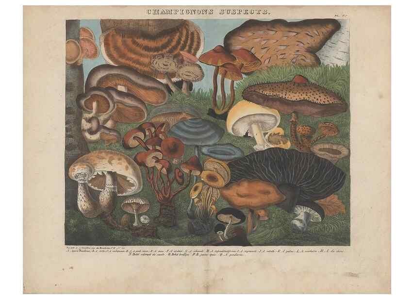 Reproducción/Reproduction 48788975186: Des champignons comestibles, suspects et vénéneux :. Paris :Chappron, rue de la Grande-Truanderie, n. 50 :1827-1828. 