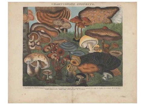 Reproducción/Reproduction 48788975186: Des champignons comestibles, suspects et vénéneux :. Paris :Chappron, rue de la Grande-Truanderie, n. 50 :1827-1828. 