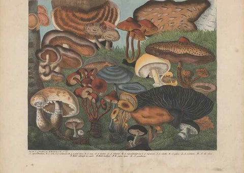 Reproducción/Reproduction 48788975186: Des champignons comestibles, suspects et vénéneux :. Paris :Chappron, rue de la Grande-Truanderie, n. 50 :1827-1828. 