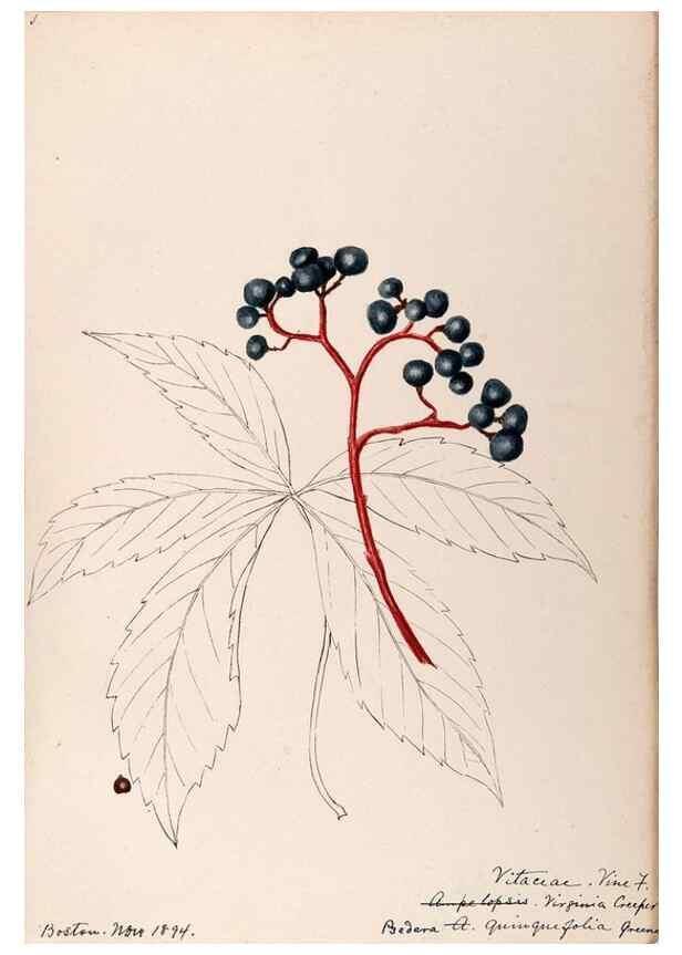 Reproducción/Reproduction 48789065852: [Water-color sketches of plants of North America and Europe]. . 