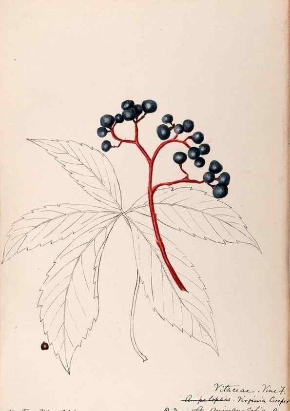 Reproducción/Reproduction 48789065852: [Water-color sketches of plants of North America and Europe]. . 