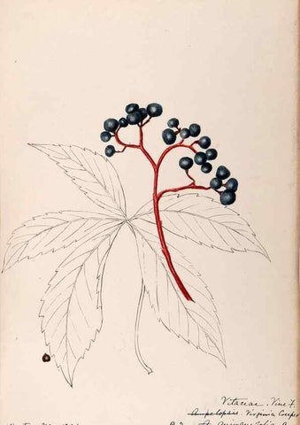 Reproducción/Reproduction 48789065852: [Water-color sketches of plants of North America and Europe]. . 