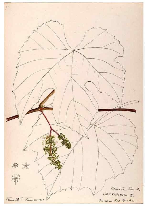 Reproducción/Reproduction 48788921136: [Water-color sketches of plants of North America and Europe]. . 
