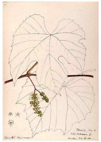 Reproducción/Reproduction 48788921136: [Water-color sketches of plants of North America and Europe]. . 