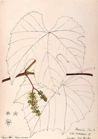 Reproducción/Reproduction 48788921136: [Water-color sketches of plants of North America and Europe]. . 