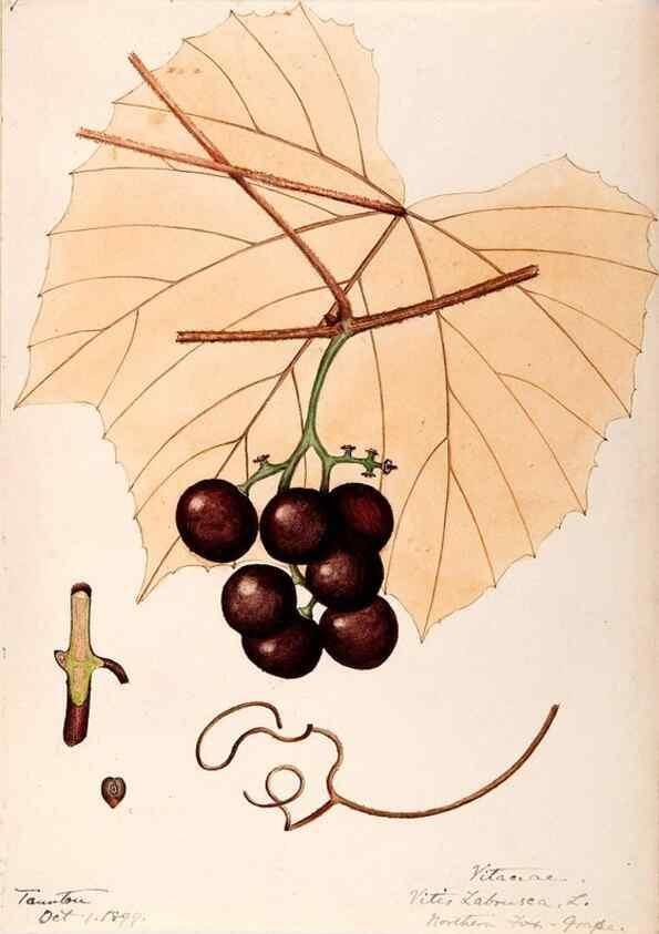 Reproducción/Reproduction 48788921516: [Water-color sketches of plants of North America and Europe]. . 