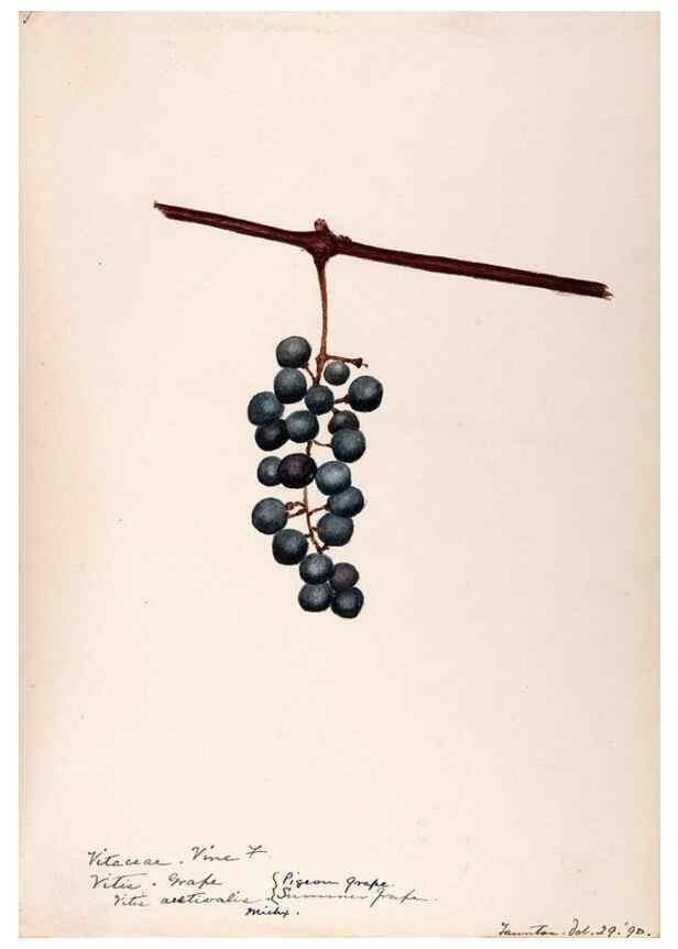 Reproducción/Reproduction 48788921851: [Water-color sketches of plants of North America and Europe]. . 