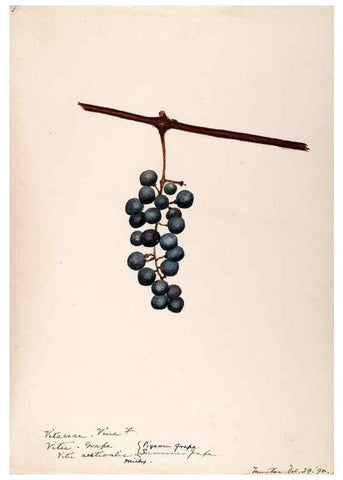 Reproducción/Reproduction 48788921851: [Water-color sketches of plants of North America and Europe]. . 